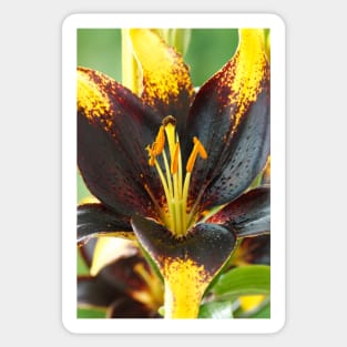 Lilium  'Lion Heart'  Lily  Asiatic lily Sticker